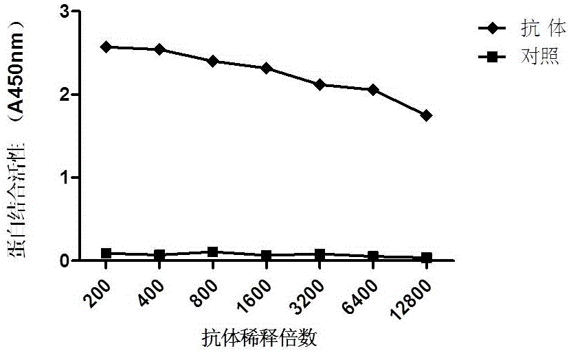 小鼠抗人P53單克隆抗體及分泌該單克隆抗體的雜交瘤細(xì)胞株的制作方法與工藝