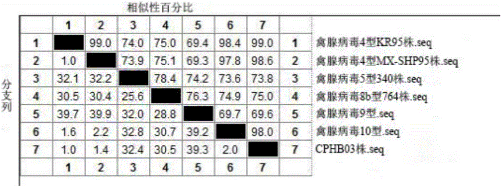 一種血清4型的Ⅰ群禽腺病毒毒株及其應用的制作方法與工藝