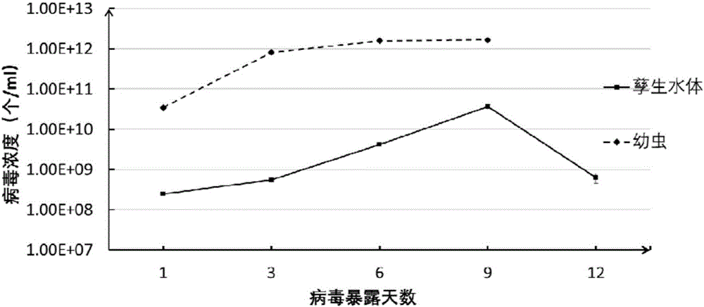 白紋伊蚊濃核病毒及其應(yīng)用的制作方法與工藝