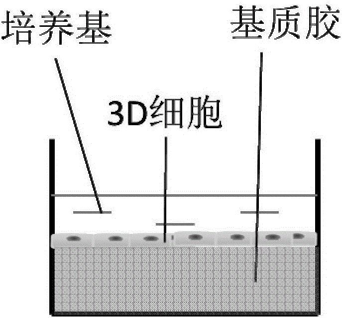 病毒培养方法与流程