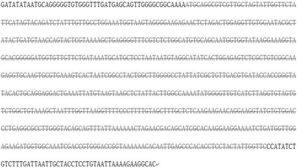 一种重组马立克氏病病毒meq和vIL‑8双基因缺失株的构建及其应用的制作方法与工艺