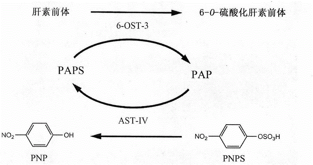 一种肝素前体硫酸化修饰酶的表达方法与流程