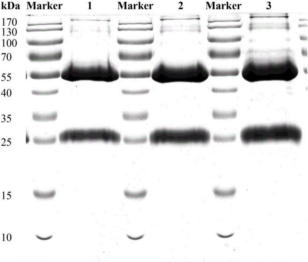 一种布鲁氏菌诊断标识作用的基因表达产物BLSJ‑2及其制备方法与流程