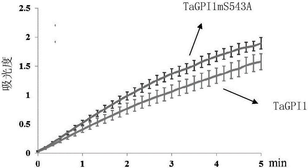 TaGPI1mS543A蛋白及其編碼基因和應(yīng)用的制作方法與工藝