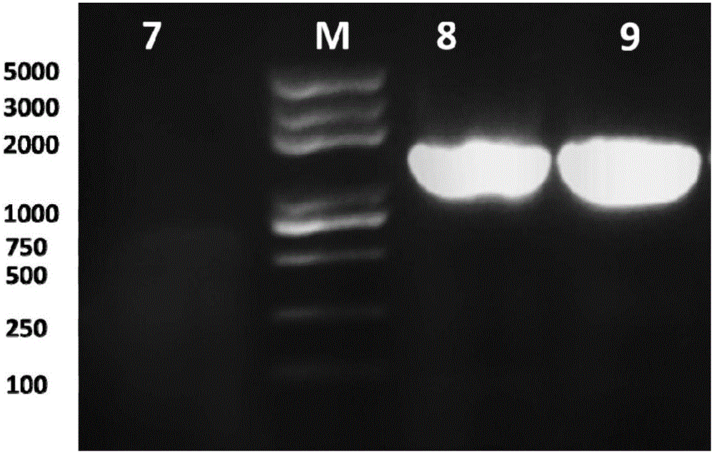 一种鱼肠道微生物宏基因组总DNA的提取方法及试剂盒与流程