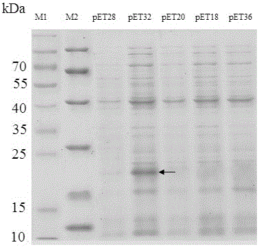 一种毒素Tx4(6‑1)无标签重组蛋白的生产方法与流程