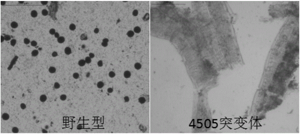 一種玉米MS8基因突變體及其分子鑒定方法和應(yīng)用與流程