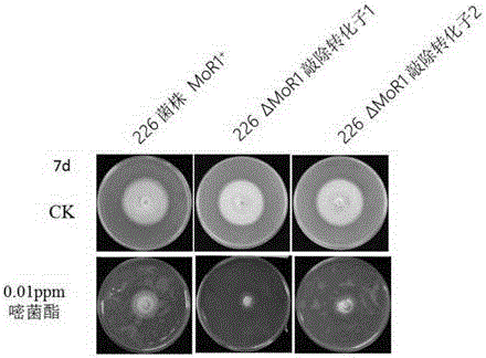 稻瘟菌農(nóng)藥靶標(biāo)基因MoR1及其編碼蛋白和應(yīng)用的制作方法與工藝