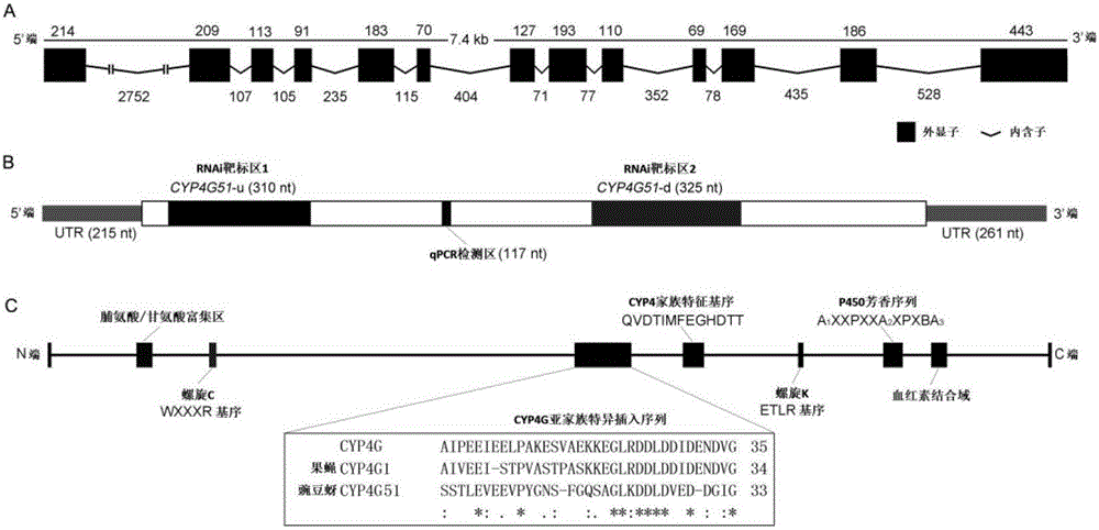 一种调控蚜虫碳氢化合物合成基因及其应用