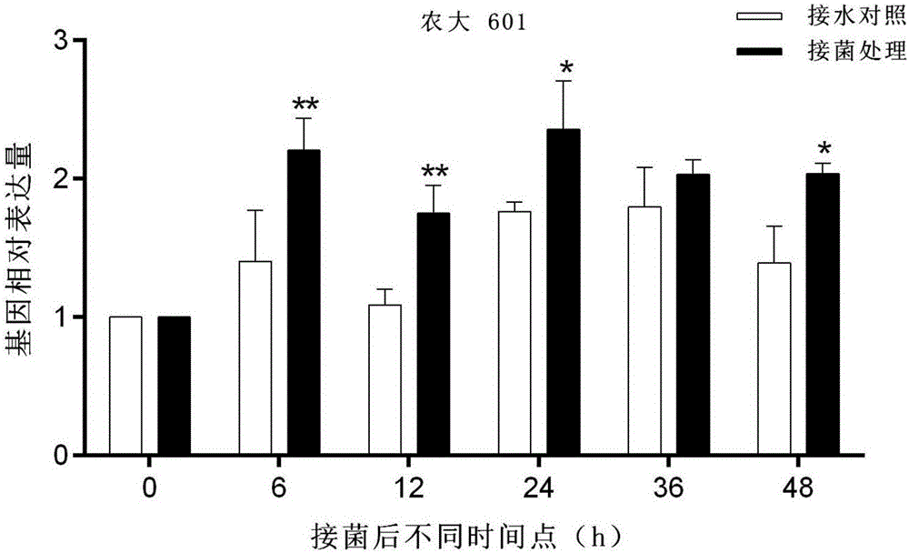 棉花抗坏血酸过氧化物酶基因APX及其应用的制作方法与工艺