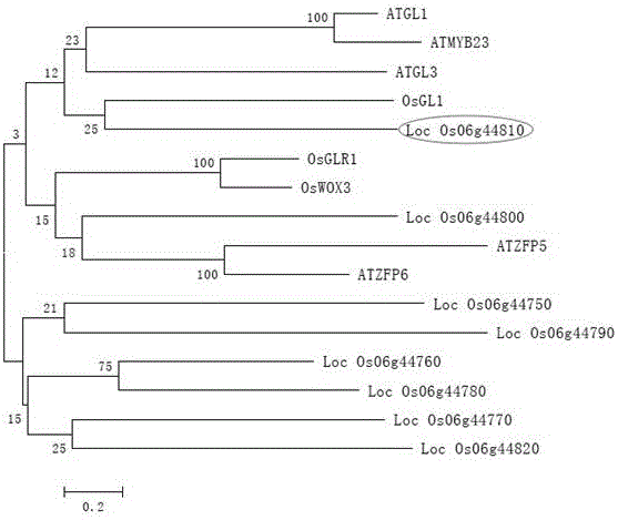 一個(gè)控制水稻表面茸毛生長(zhǎng)發(fā)育的基因OsGL6的制作方法與工藝