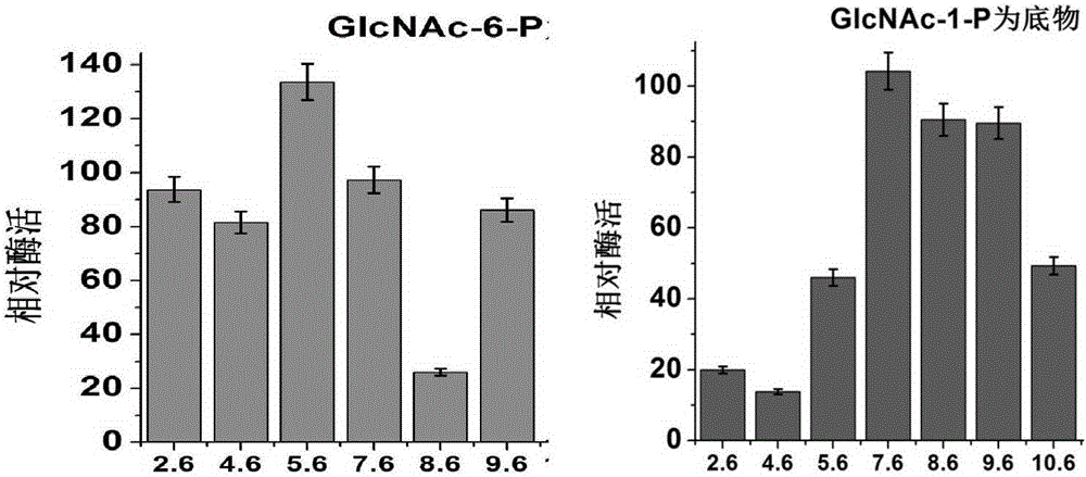 乙酰葡萄糖胺磷酸变位酶AtAGM编码基因及其酶、制备、应用与酶活性检测方法与流程