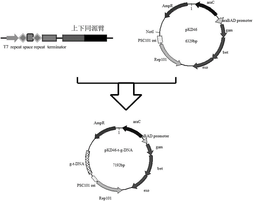 一种维吉尼亚链霉菌IBL14 type I‑B‑sv14型CAS基因编辑系统的制作方法与工艺