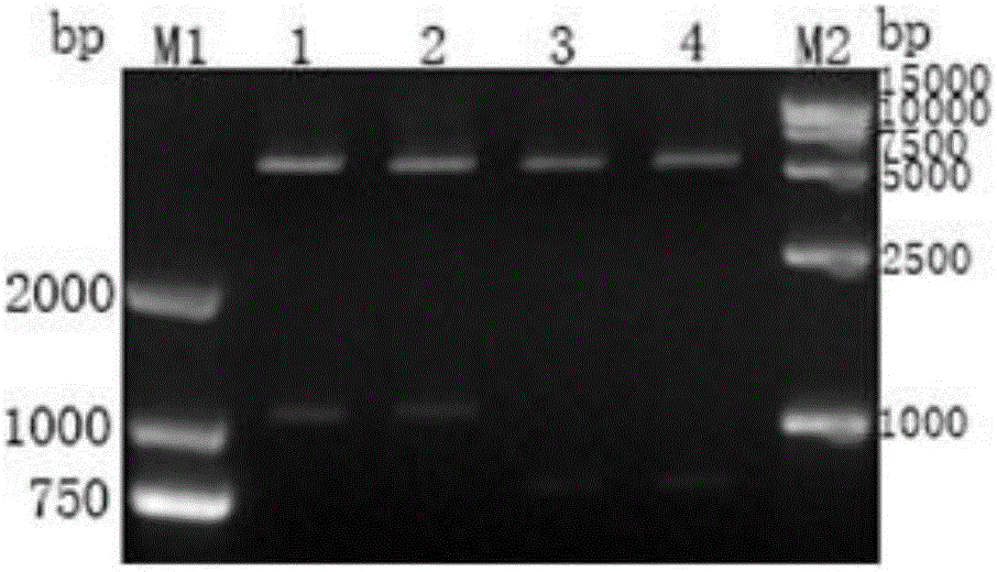 一种胶状溶杆菌OH17遗传操作系统的构建方法与流程