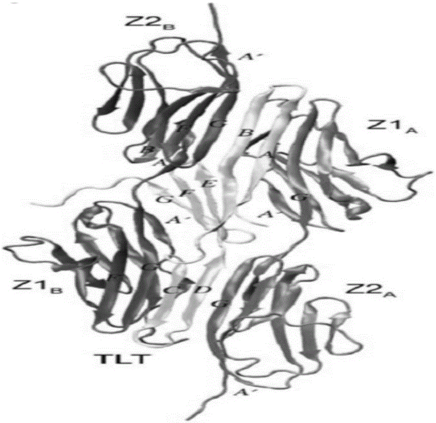 一种基于组合自剪切与蛋白支架的生物活性小肽制备方法与流程