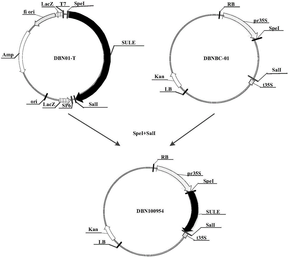 使用磺酰脲類除草劑水解酶基因作為選擇標(biāo)記物的轉(zhuǎn)化方法與流程