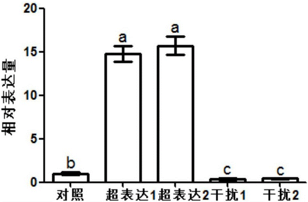 氨基酸转运基因OsANT1在水稻选育中的应用的制作方法与工艺