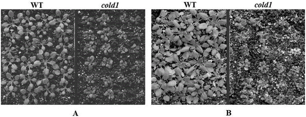 擬南芥基因COLD1在植物抗干旱脅迫方面的應(yīng)用的制作方法與工藝
