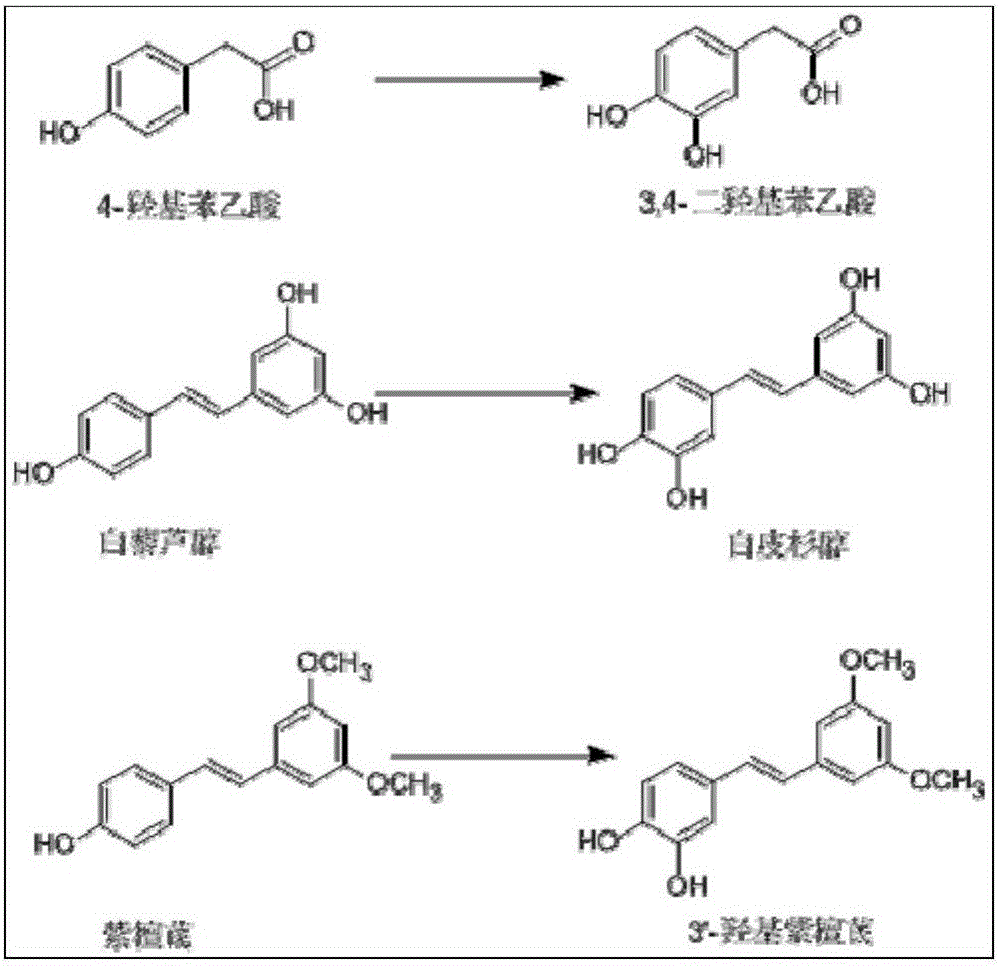 一种酶法制备邻苯酚类化合物的方法与流程