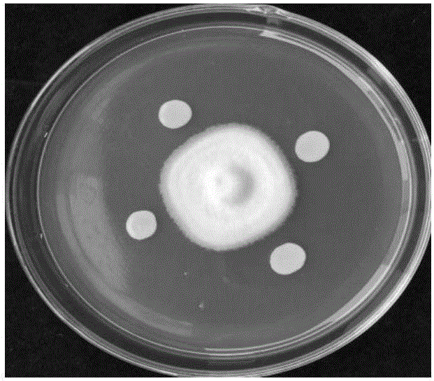 内生细菌HB3S‑20及在棉花黄萎病防治中的应用的制作方法与工艺