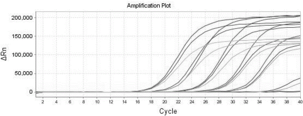 一种tcpC实时定量PCR检测方法及用途与流程