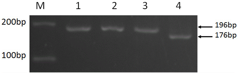 筛选高二羟基儿茶素茶树的类黄酮3′,5′‑羟化酶基因功能标记及其应用、应用方法与流程