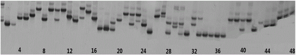 一种蚕豆SSR指纹图谱的构建方法与流程
