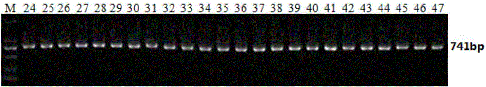 一种鉴定鸡白痢沙门菌的PCR检测试剂盒的制作方法与工艺
