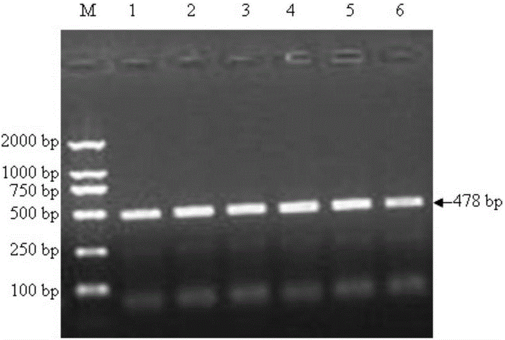 利用PCR?RFLP檢測綿羊FTH?1基因單核苷酸多態(tài)性的方法及其應(yīng)用與流程