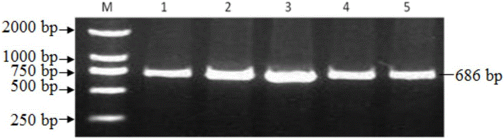 利用PCR?RFLP檢測(cè)綿羊PCNP基因單核苷酸多態(tài)性的方法及其應(yīng)用與流程