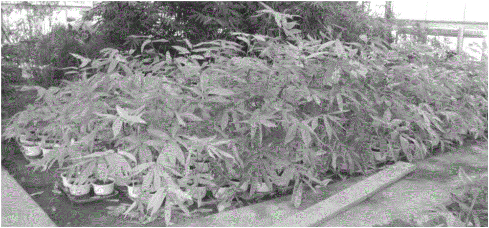 一种构建竹类植物遗传图谱的方法与流程