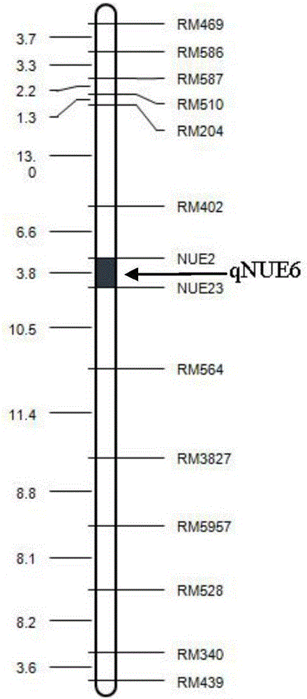 水稻氮素吸收利用位點qNUE6及其分子標(biāo)記方法與流程