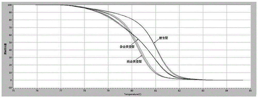 用于檢測NOTCH3基因SNP位點rs12082基因型的試劑盒的制作方法與工藝