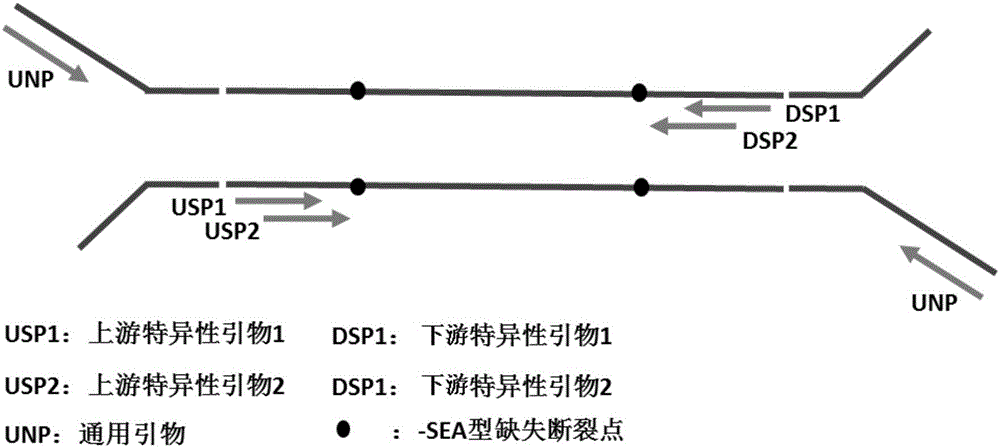 無創(chuàng)產(chǎn)前胎兒αSEA型地貧基因突變檢測文庫構(gòu)建方法、檢測方法和試劑盒與流程