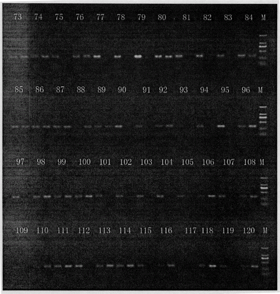 一種東方鲀屬魚類雌雄性別的分子鑒別方法與流程