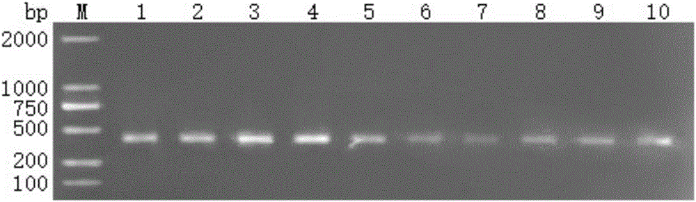 松材线虫SSR标记引物用于松材线虫检测的用途及松材线虫的PCR检测方法与流程