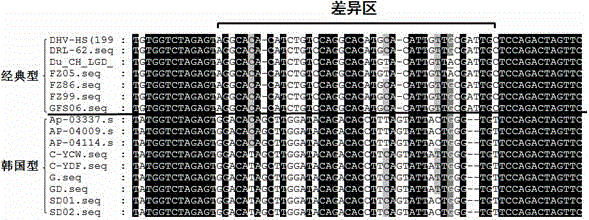 區(qū)分經(jīng)典型和韓國(guó)型鴨肝炎病毒的實(shí)時(shí)熒光定量PCR引物的制作方法與工藝