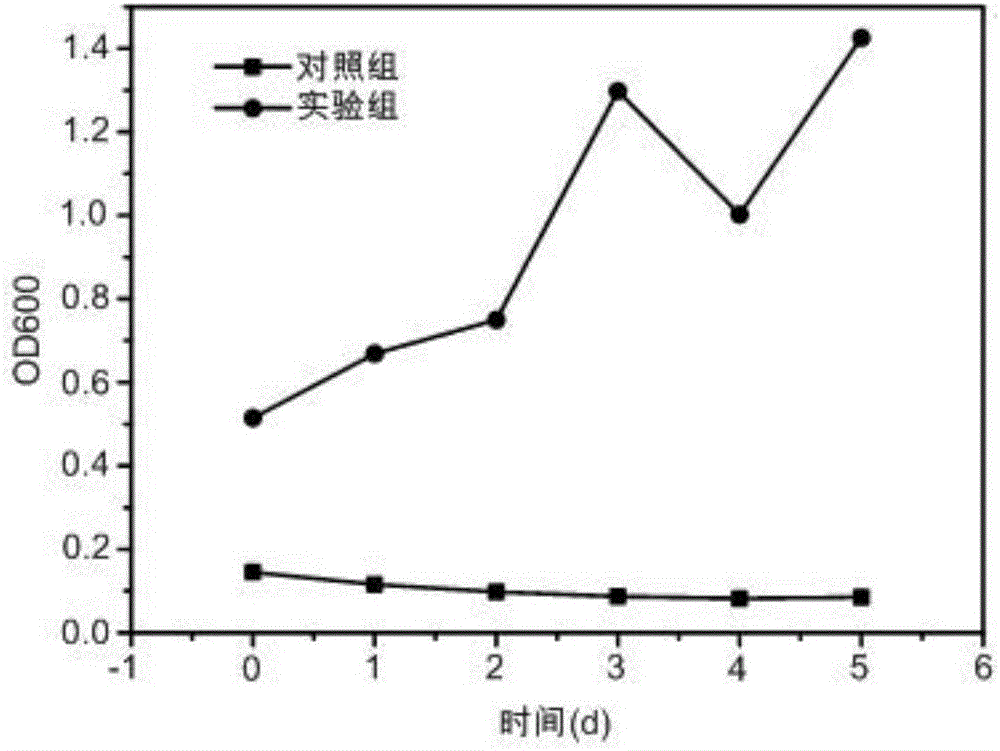 一種具有分解蛋白質(zhì)性能的棒狀桿菌、生產(chǎn)方法及其應(yīng)用與流程