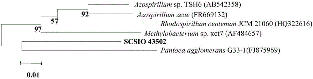 一株星箭頭菌SCSIO 43502及其應用的制作方法與工藝