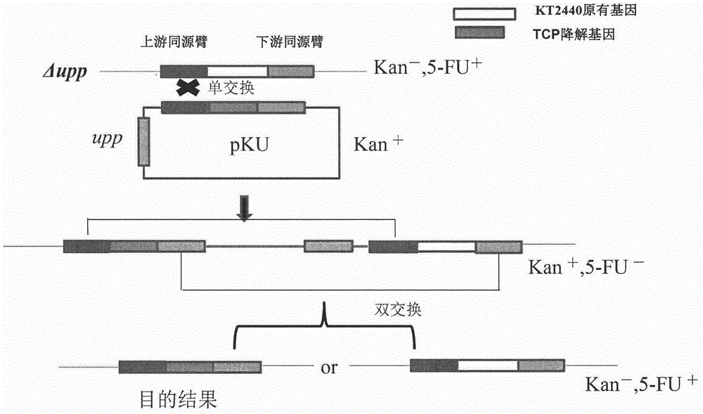 一种以恶臭假单胞菌为出发菌株构建三氯丙烷降解菌的方法与流程