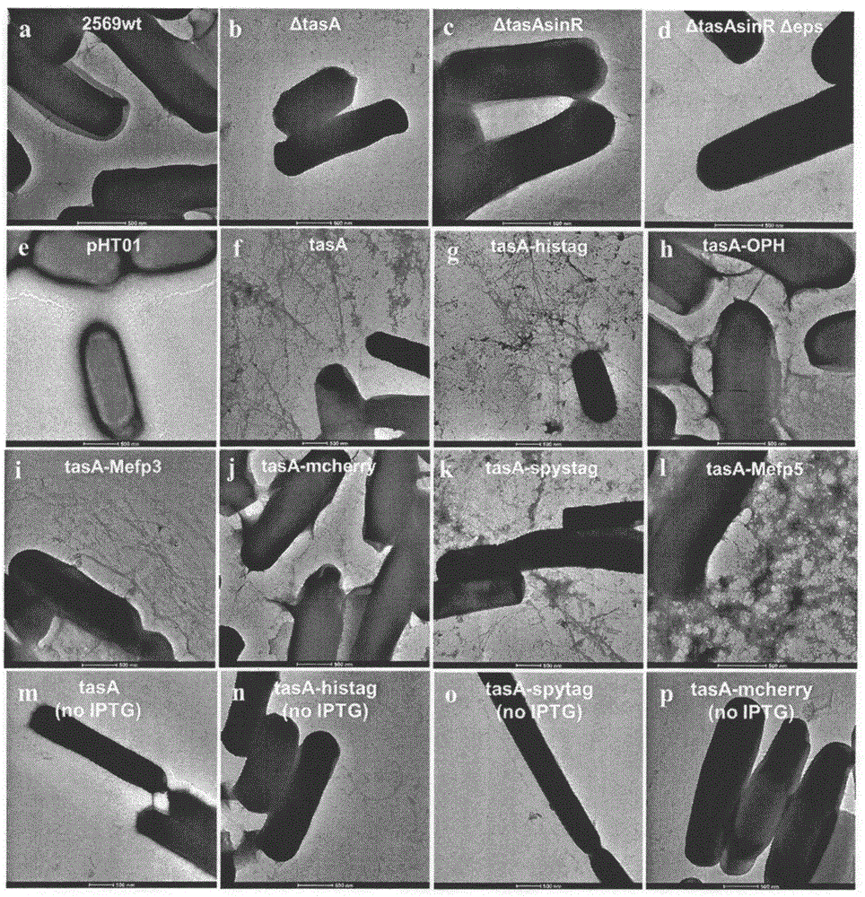 枯草芽孢杆菌、生物膜及其构建和应用的制作方法与工艺