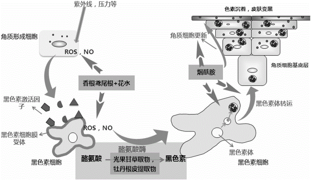 一種化妝品美白霜及其制備方法與流程