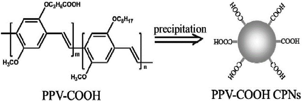 一種基于共軛聚合物納米粒子的次氯酸根檢測(cè)方法與流程