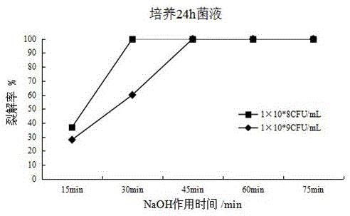 胸膜肺炎放线杆菌菌影疫苗的制作方法与工艺