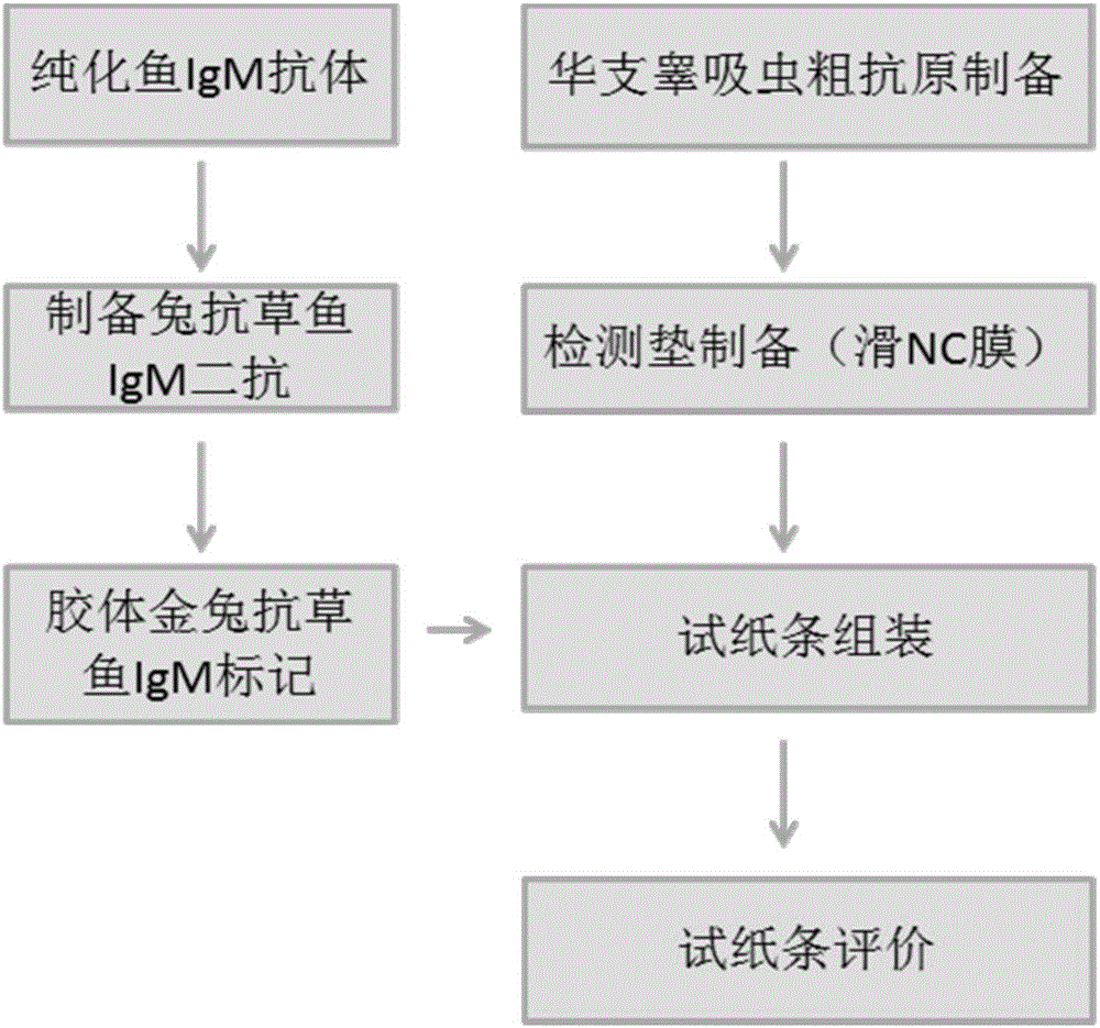 一種淡水魚華支睪吸蟲囊蚴感染膠體金快速檢測(cè)試紙條及其制作方法與流程