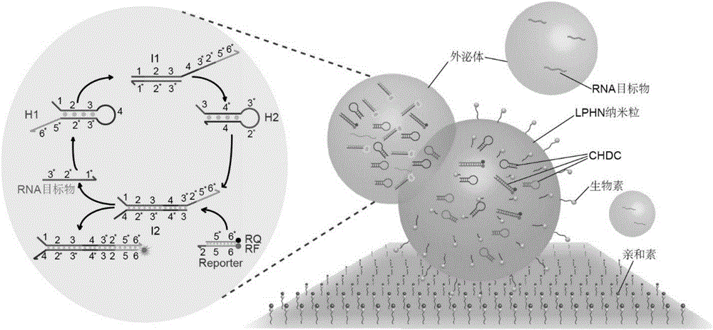 一種免疫脂質(zhì)?聚合物雜化納米粒生物芯片及其制備方法和在疾病檢測中的應用與流程