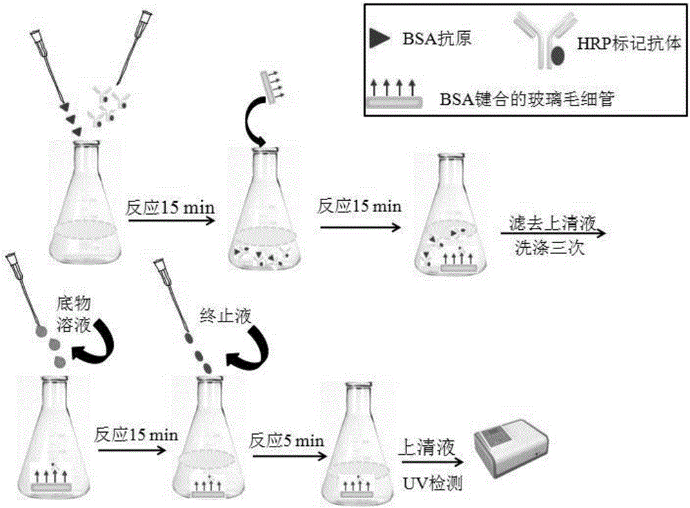 一種基于玻璃毛細(xì)管的牛血清白蛋白檢測探針及其制備方法和應(yīng)用與流程