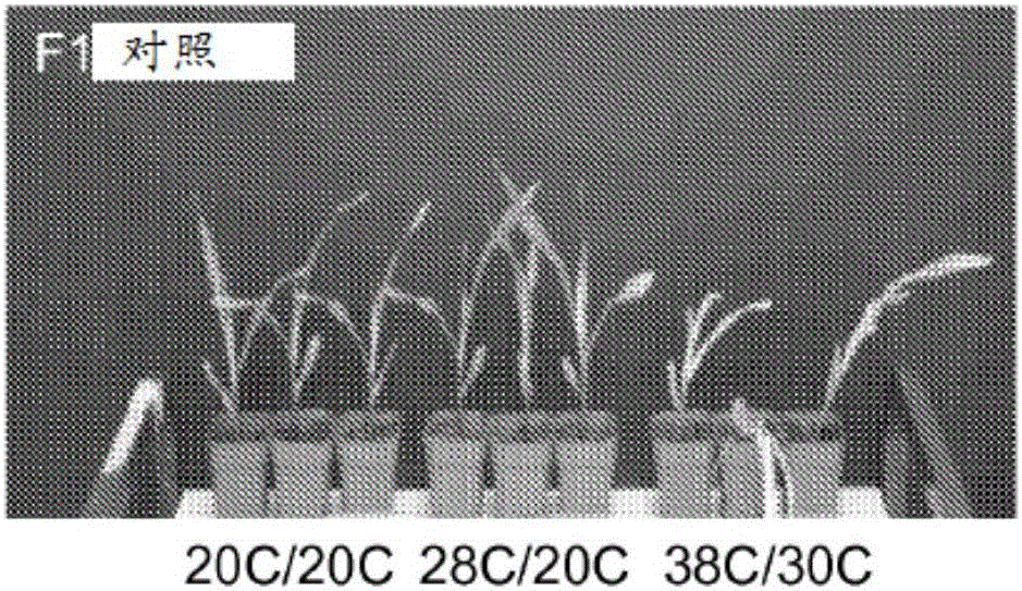 除草剂耐受性基因及其使用方法与流程