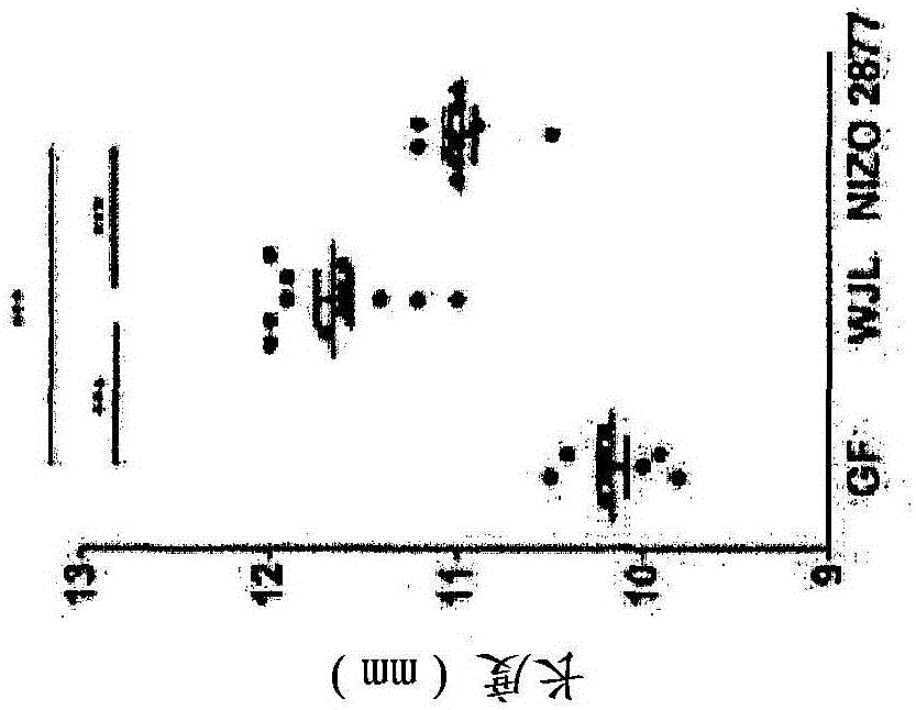 允许在营养不良的情况下促进人和动物的幼年生长的乳杆菌组合物的制作方法与工艺