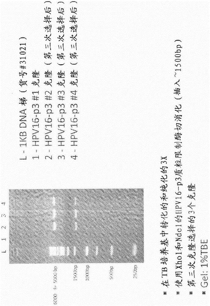 人类乳头瘤病毒构建体的制作方法与工艺